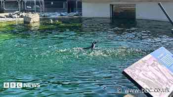 Penguins enjoy wave machine after children fundraise