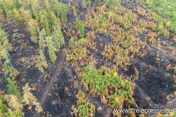 Waldbrand im „Schwarzen Holz“ in Plauen: Einsatzkräfte am Montag deutlich reduziert