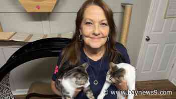 Kathy Montgomery runs Nine Lives Kitten Rescue in Pinellas County