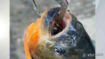 Piranha caught by father-son duo in Pennsylvania lake