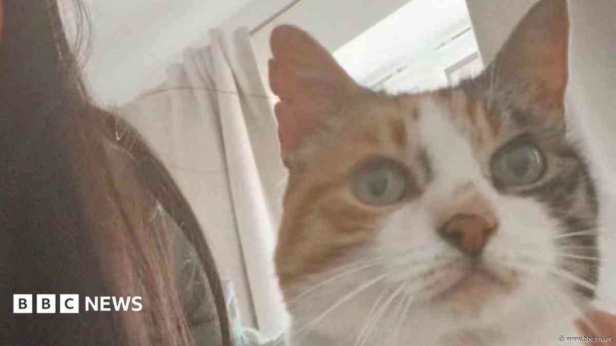 Cat missing for 10 years returns home on owner's 30th birthday