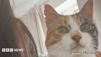 Cat missing for 10 years returns home on owner's 30th birthday