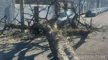 Tree comes crashing down on Cardiff street