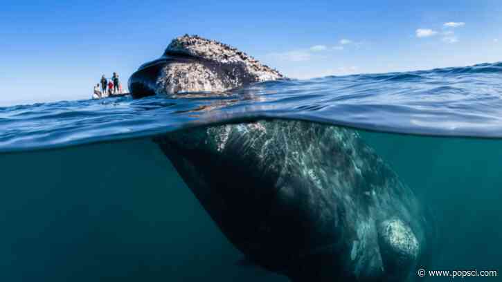 Southern right whales have bumpy ‘fingerprints’ on their heads