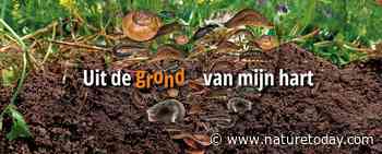 Zelf zoeken of als gemeente deelnemen: doe mee met de Bodemdierendagen!