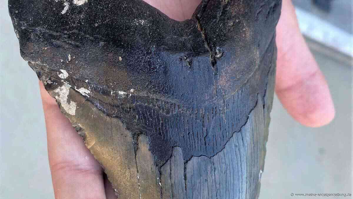 Junge findet riesigen Megalodon-Zahn am Strand