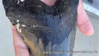 Junge findet riesigen Megalodon-Zahn am Strand