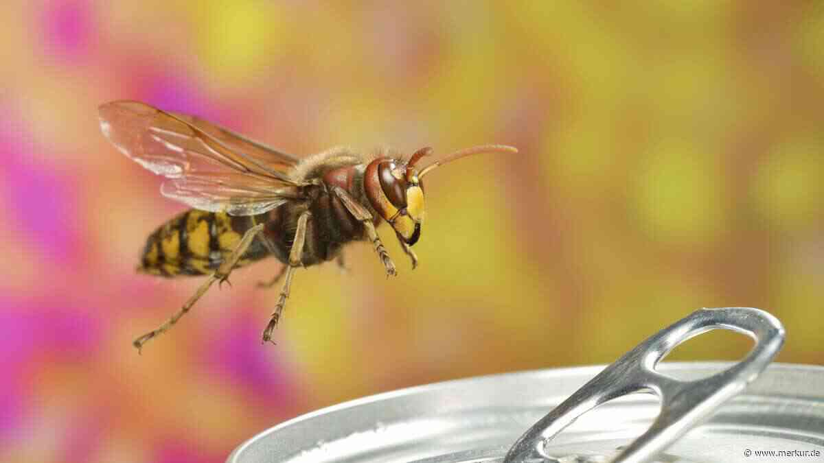 Fünf Wege, Wespen aus dem Garten fernzuhalten