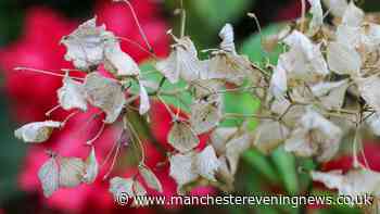 Gardeners issued advice to keep plants alive during UK hosepipe bans