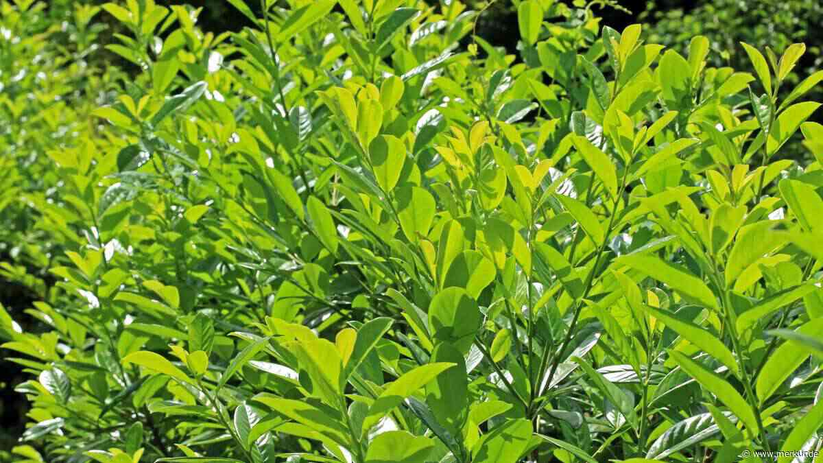 Kirschlorbeer im Garten? Dann sollten Sie spätestens im September handeln