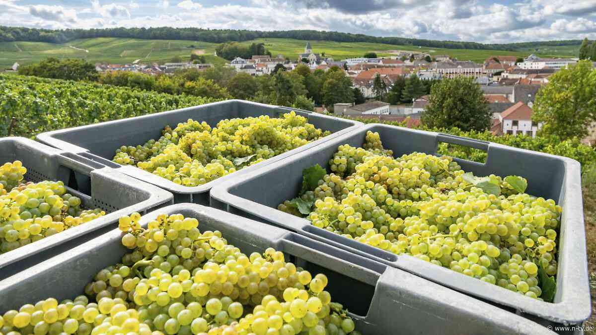 Klimawandel setzt Winzern zu: Weinlese in der Champagne beginnt so früh wie nie zuvor