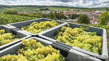 Klimawandel setzt Winzern zu: Weinlese in der Champagne beginnt so früh wie nie zuvor