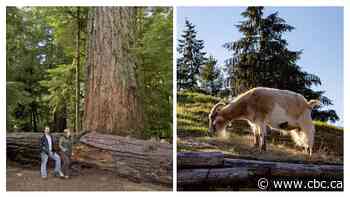 Search for B.C.'s best roadside attraction: Vancouver Island finals