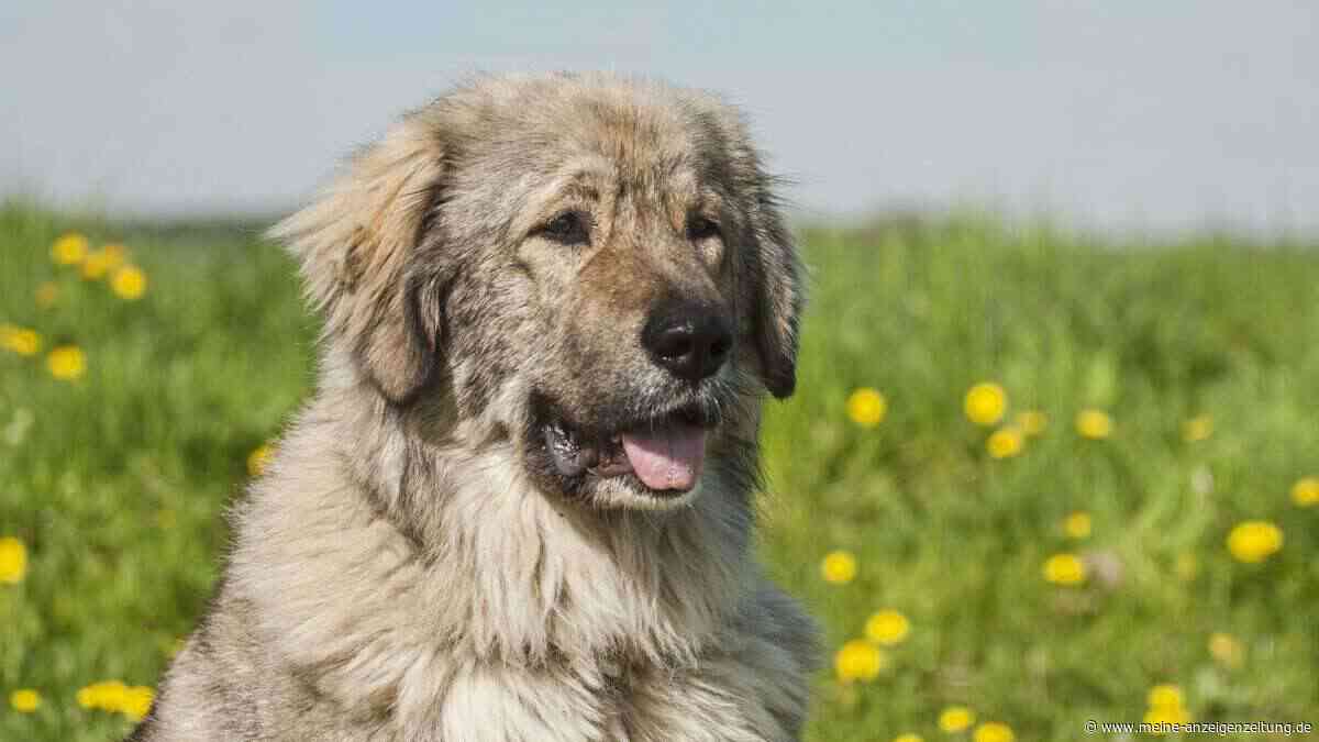 Einbrecher trifft auf zwei Kaukasische Schäferhunde – und ruft selbst die Polizei