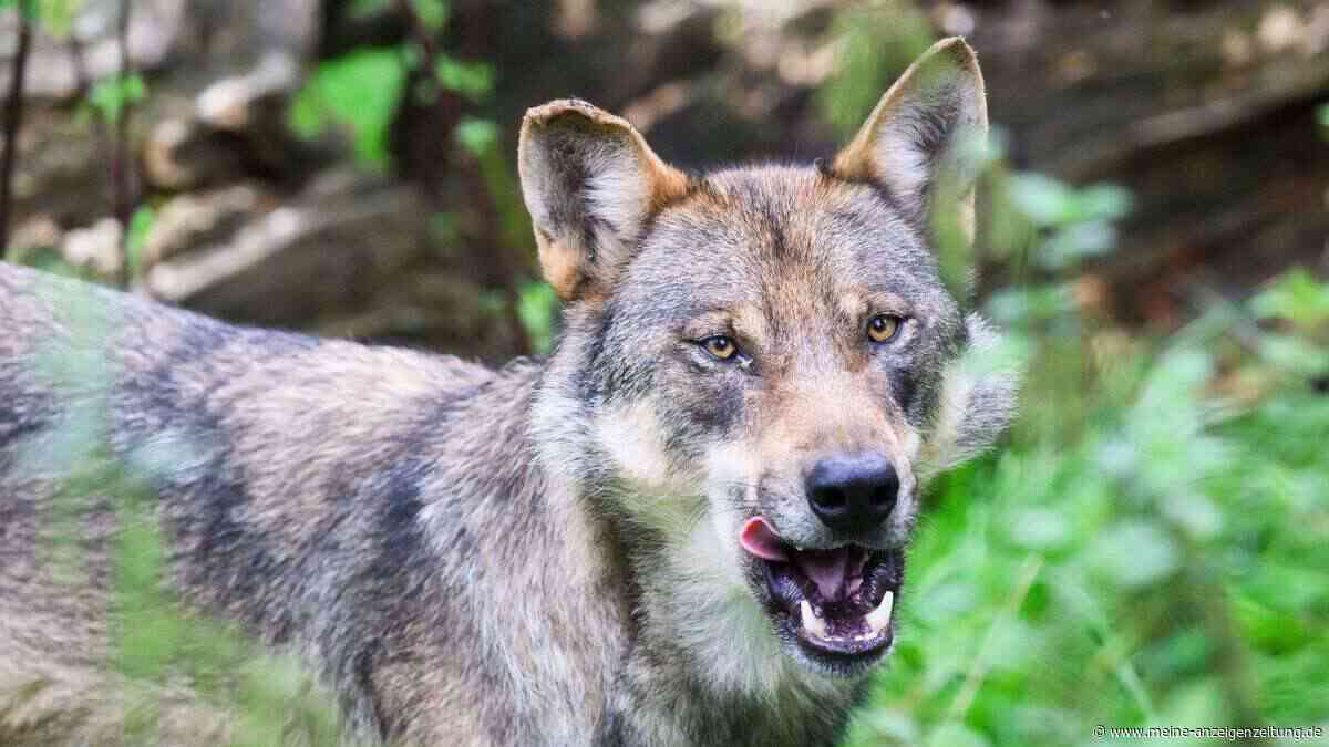 Schon drei Kinder attackiert – weitere Wolf-Sichtungen in der Provinz Bari