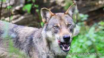 Schon drei Kinder attackiert – weitere Wolf-Sichtungen in der Provinz Bari