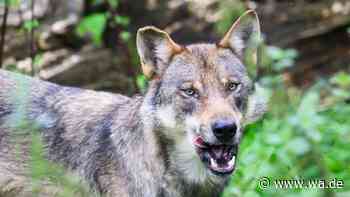 Schon drei Kinder attackiert – weitere Wolf-Sichtungen in der Provinz Bari