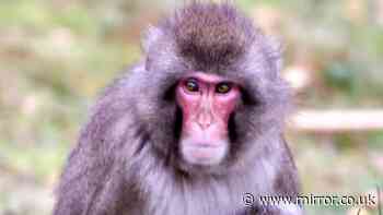 Monkey escapes Scotland wildlife park with 'do not approach' warning as drones scrambled