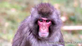 Warning to public after monkey escapes from Scottish wildlife park