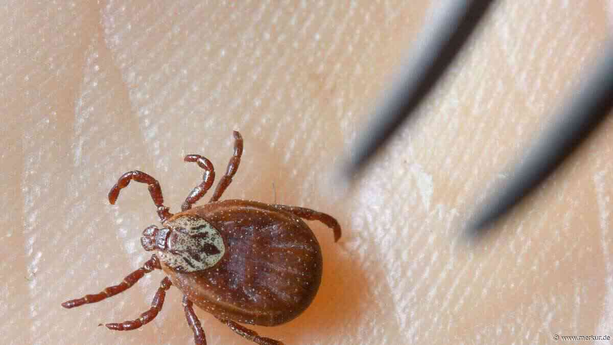 Zecken im Sommer: So lassen sich Stiche und Krankheiten vermeiden