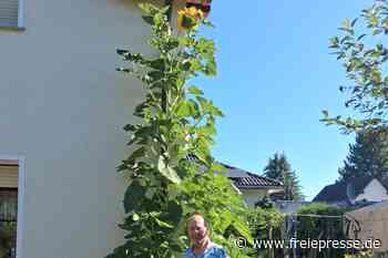 Niederwiesa: Wo die Sonnenblume in den Himmel wächst