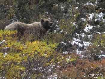 Woman fends off bear, self-rescues after attack in Alaska