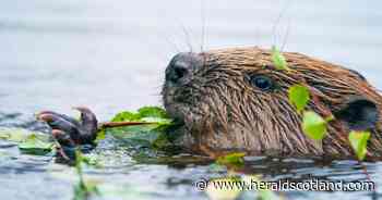 Scots encouraged to be besties with a beaver as new info pack launched