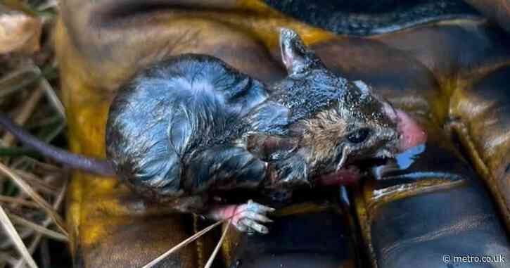 Burned field mouse ‘miraculously’ rescued from wildfire by firefighters