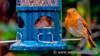 Bird baths are a lot easier to keep clean if you do 30-second task once a week
