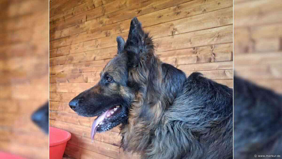 „Unheimlich misstrauisch“: Hund Max landet nach Schicksalsschlag im Tierheim