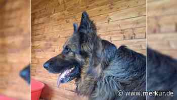 „Unheimlich misstrauisch“: Hund Max landet nach Schicksalsschlag im Tierheim