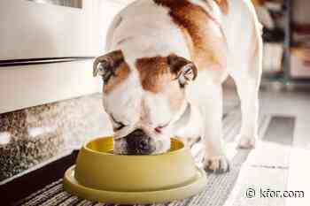 Frozen dog food recalled after FDA inspection reveals salmonella contamination