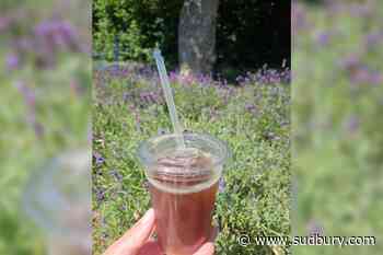 Let’s eat! Chelmsford farm serves up lavender-infused drinks and desserts