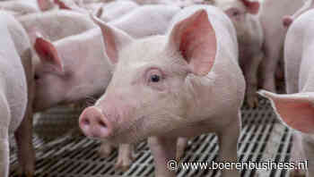 Krap aanbod drijft varkens en biggenprijs verder op