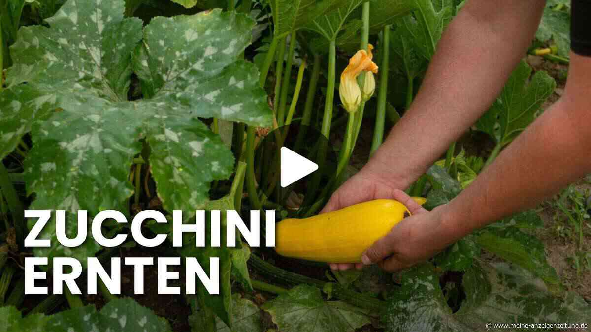 Zucchini ernten: Mit diesen Tipps maximieren Sie Ihren Ertrag den ganzen Sommer