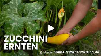 Zucchini ernten: Mit diesen Tipps maximieren Sie Ihren Ertrag den ganzen Sommer