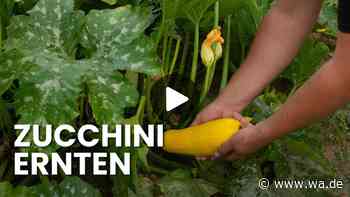 Zucchini ernten: Mit diesen Tipps maximieren Sie Ihren Ertrag den ganzen Sommer