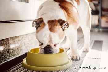Frozen dog food recalled after FDA inspection reveals salmonella contamination