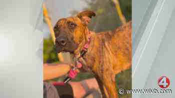 1-year-old Georgia is looking for a forever home