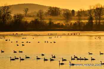 Applications open online to reserve hunts for waterfowl, deer, gamebirds