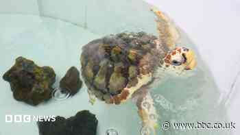 Man on turtle rescue mission up for BBC award