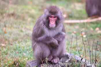 Escaped monkey returns to Highland Wildlife Park enclosure after search