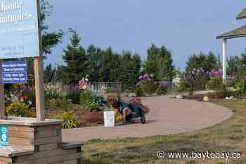 Volunteer keeps garden in blooming good shape