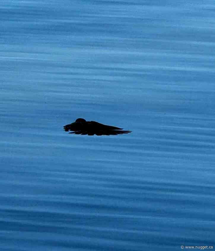 Wildlife agency hopes to examine one of the dead birds found in Lake Nipissing