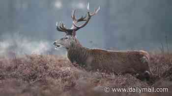 Stag is shot dead in Richmond Park after injuring man in his 60s who was on a picnic when it went 'looking for food'