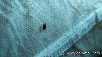 The hidden danger of bed bugs: the pests can cause more than just itchy bites... scientists discover they can also spread deadly drug-resistant bacteria