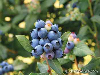 Remedy for fading leaves on blueberry plants