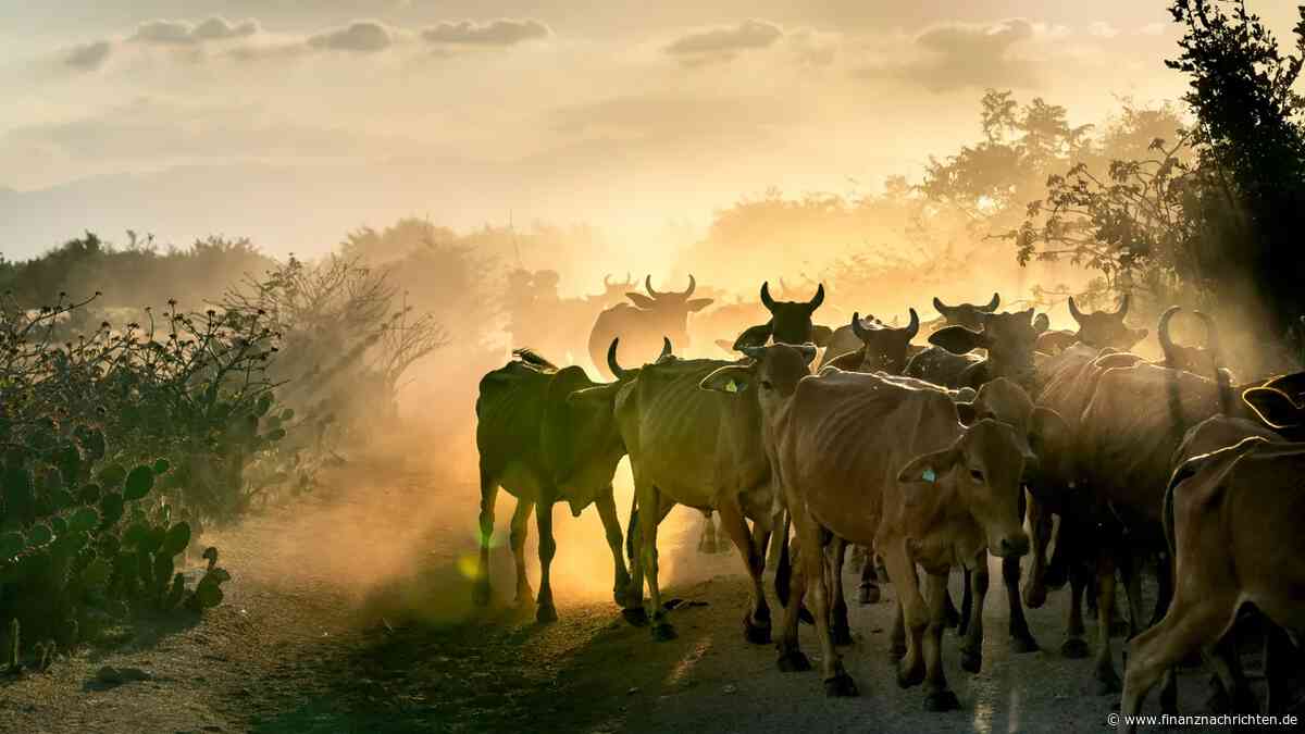 Die Schmerzgrenze ist da: US-Verbraucher ziehen bei Rindfleisch die Reißleine - Futures auf Neunmonatstief