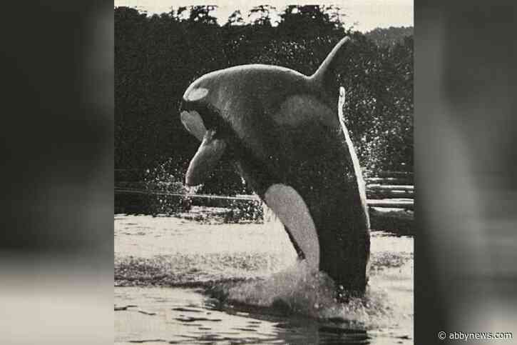 Author casts net to solve B.C. 56-year ‘Free Willy’ orca mystery