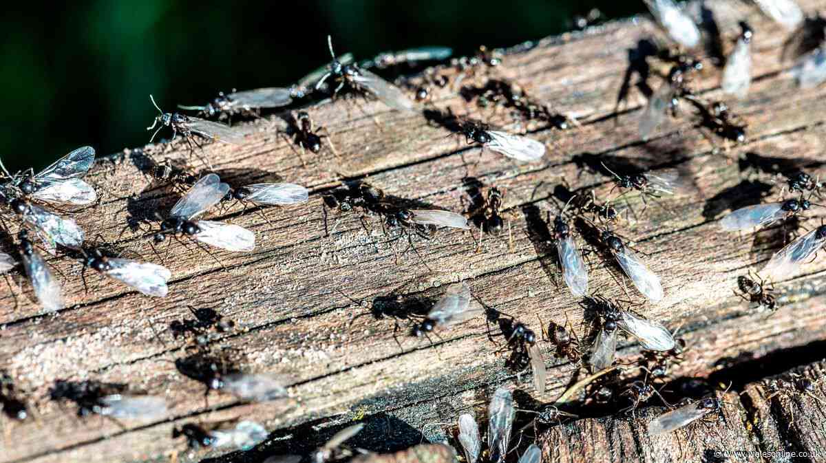 7 common summer pests and how to keep them out of your home